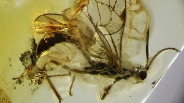 Посмотрите на найденный в балтийском янтаре новый вид древней осы