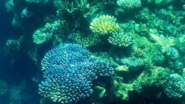 Ученые сообщили о масштабном обесцвечивании кораллов Большого Барьерного рифа