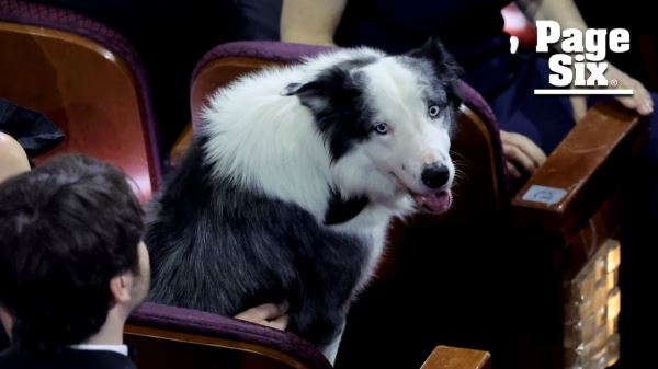 Голый Джон Сина, аплодирующая собака и песня Райана Гослинга — собрали лучшие моменты с «Оскара-2024»