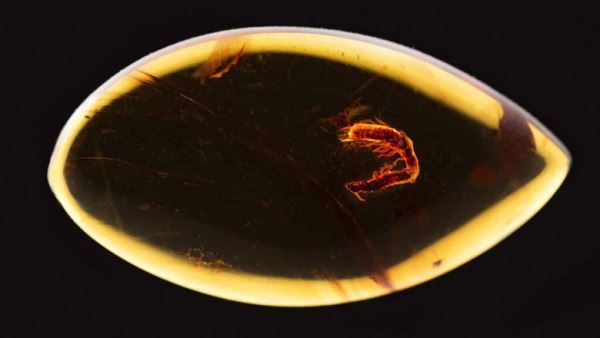 Ученые нашли термитов, застрявших в янтаре в разгар брачных игр 38 миллионов лет назад
