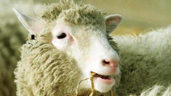 Кто такая овечка Долли и как она повлияла на мир науки