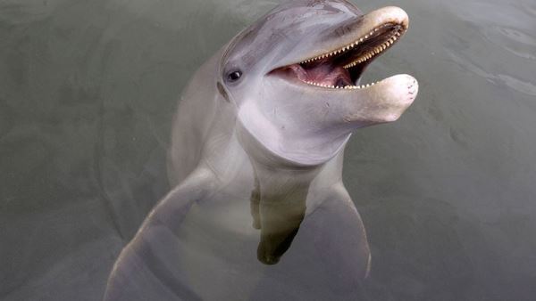 В России научили ИИ обнаруживать дельфинов по их свисту