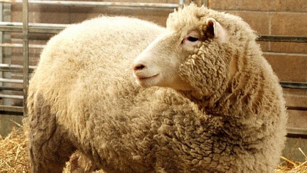 Кто такая овечка Долли и как она повлияла на мир науки